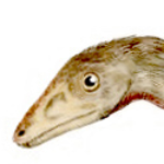 Profile picture of Compsognathus