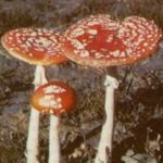 Profile picture of splintered