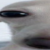 Profile picture of Senap