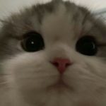 Profile picture of Veikka