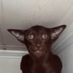 Profile picture of finnq19