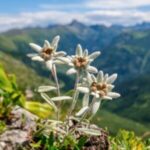 Profile picture of bunteblume99