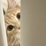 Profile picture of lolskx