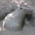 Profile picture of Gronków Goats