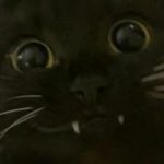 Profile picture of KiralyGTH