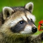 Profile picture of raccoonny
