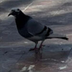 Profile picture of Riott