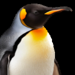 Profile picture of L16HT