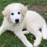 Profile picture of crxucified