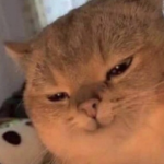 Profile picture of savio038