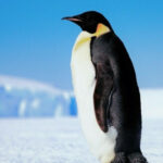 Profile picture of Penguin16