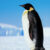 Profile picture of Penguin16