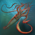 Squid