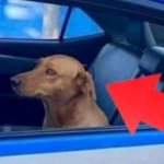 Profile picture of Allyz