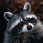 Profile picture of Pawloko