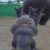 Profile picture of TheUnknownSus492