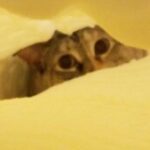 Profile picture of ChaosPixie
