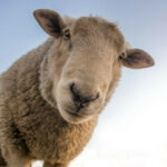 Profile picture of Lammetje