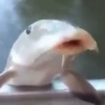 Profile picture of GeoFish