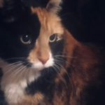 Profile picture of Katiecat22