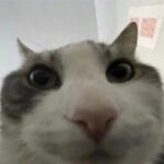 Profile picture of lizardvenom64