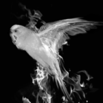 Profile picture of BlackFlameMN