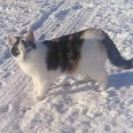 Profile picture of Kendos