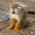 Profile picture of MonkeyVlad