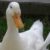 Profile picture of Berdy96