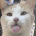 Profile picture of madcat