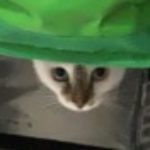 Profile picture of xayahnax