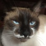 Profile picture of Lucaass
