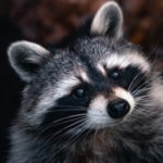 Profile picture of Pawelel